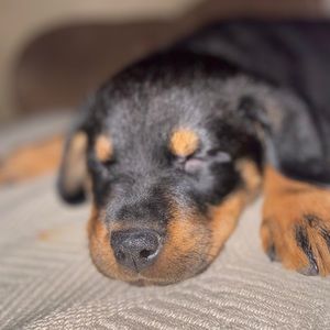 Meet your Posher, Jacqueline